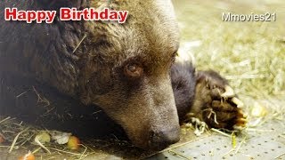 エゾヒグマの栄子 41歳の誕生日(国内最高齢)Japan's oldest Hokkaido Brown Bear 