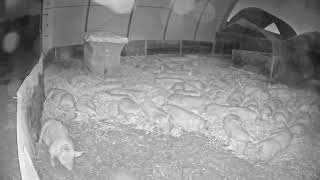 Live Camera Axis P1435-LE