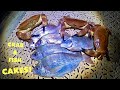 CRAB & FISH Cakes ! Tasty Seafood - Boat Fishing And Crab Pots