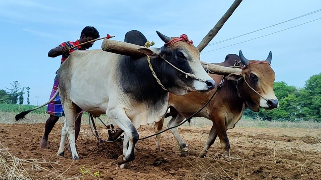 Indian Country Bullock in ploughing with farm land | cow videos vs ox