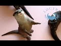 Ladorable saut de la loutre 