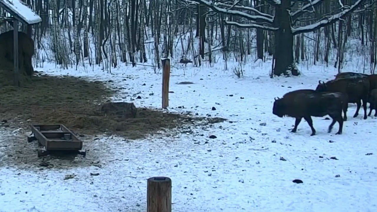 Czego  obawia się stado żubrów odchodząc nagle z polany 16.01.2026 r