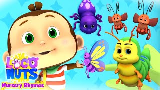 Bugs Bugs Bugs Song | Nursery Rhymes and Baby Songs for Kids with loco Nuts
