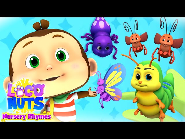 Bugs Bugs Bugs Song | Nursery Rhymes and Baby Songs for Kids with loco Nuts class=