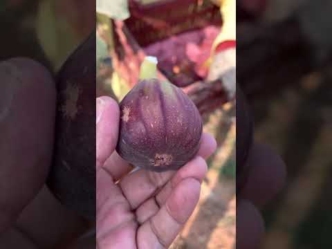 جمع التين الاسباني بمدينة السادات منطقة ال٢٠٠٠ فدان