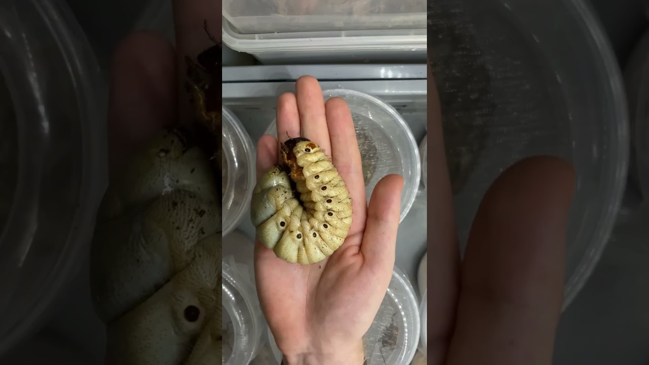 life cycle of rhinoceros beetle | Hercules beetle 