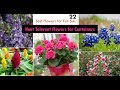 22 Best Heat Tolerant Flowers for Full Sun