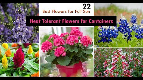 22 Best Heat Tolerant Flowers for Full Sun - DayDayNews