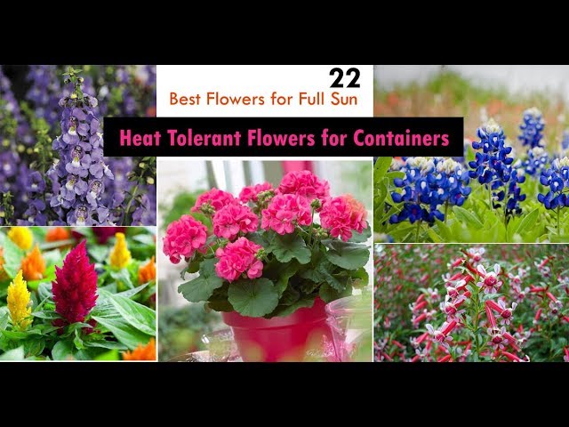 22 Best Heat Tolerant Flowers for Full Sun class=