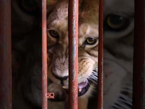 Inside a zoo that was evacuated by the U.S. government #shorts