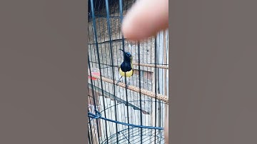 burung sogon#sogon #birds