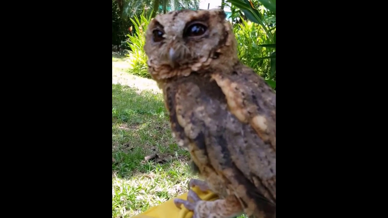 Scops Owl Release - July 2015 Sponsoredby Chris