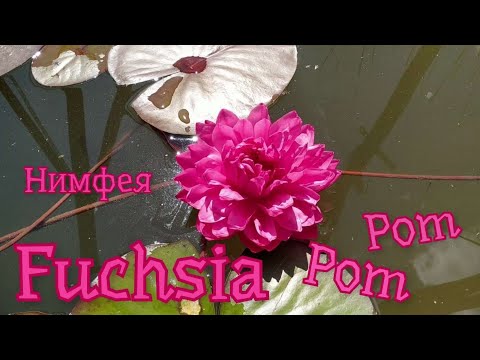 Кувшинка (нимфея) Фуксия Пом Пом.   Water lily (Nymphaea) Fuchsia Pom Pom