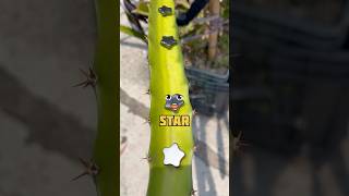 I Found a Star on a Dragon Tree 😳#shorts