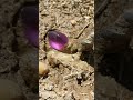 purple stone stone near the river 💎💍🪨 #colourfulstones #beautifulstone #stone #shorts