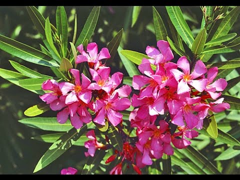 Vidéo: Élagage de rajeunissement des buissons de lauriers roses - Comment tailler les arbustes de lauriers roses envahis par la végétation