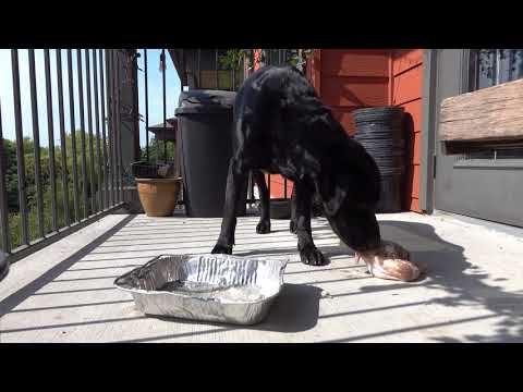 barf-diet:-labrador-retriever-raw-feeding-in-4k