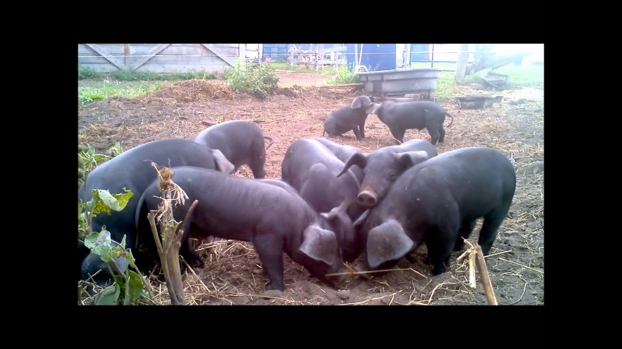 Little Large English Black Piglets and Turkeys