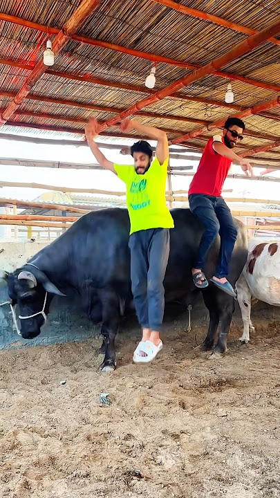 Bull Ride😱  #trending #shorts #funny #mishkatkhan #cow #mandi #bull
