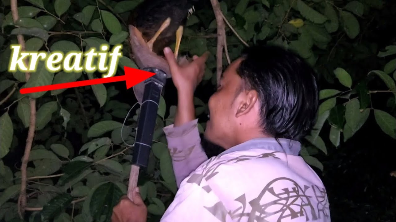 cara tangkap ayam tidur atas pokok