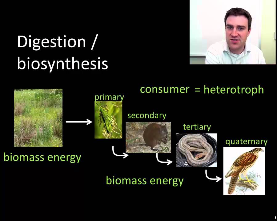 Energy flow through ecosystems