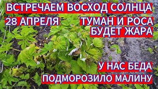 У НАС БЕДА , ПОДМОРОЗИЛО МАЛИНУ . ВСТРЕЧАЕМ ВОСХОД СОЛНЦА .ТУМАН И РОСА БУДЕТ ЖАРА В ЕЛГАВЕ...