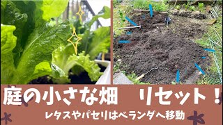 家庭菜園 3月 庭の畑ゾーンをリセット レタスやパセリをプランターへ移植して土づくり Kitchen Garden Lettuce Parsley Youtube