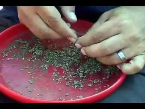 How To Make Bubble Bag Hash Part 4 of 8 - YouTube