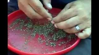 How To Make Bubble Bag Hash Part 4 of 8