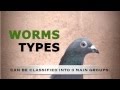 Chap. 7 - How to keep our pigeons free of parasites (Worms). Mercasystems.com