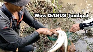 nyetrum ikan gabus dirawa rawa ‼️dapat yang jumbo😱