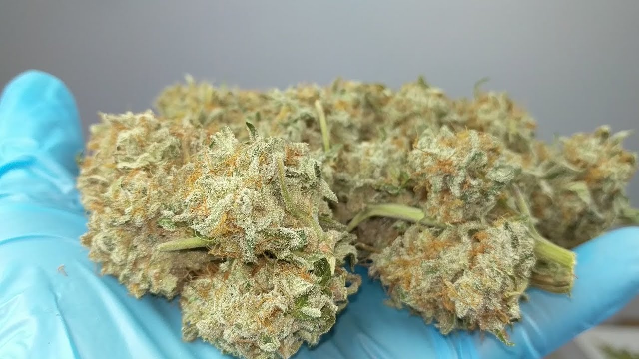 MY INDOOR CANNABIS GROW LIFE: VEG, FLOWER, HARVEST 