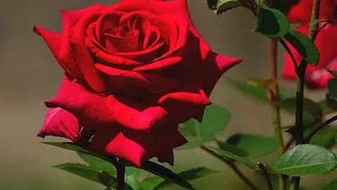 Funeral Service for Rose Tobias