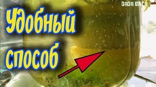 ДАФНИЯ ЖИВОЙ КОРМ ДЛЯ РЫБОК! РАЗВЕДЕНИЕ ДАФНИИ НА БАНАНОВЫХ ШКУРКАХ!