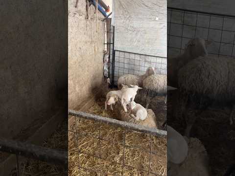 SHEEP FARM - #short #shorts #shortvideo #shortsvideo #shortsvideos