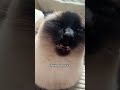 Good Morning Chunky And Bubbly Catshorts Cuteanimals Funny