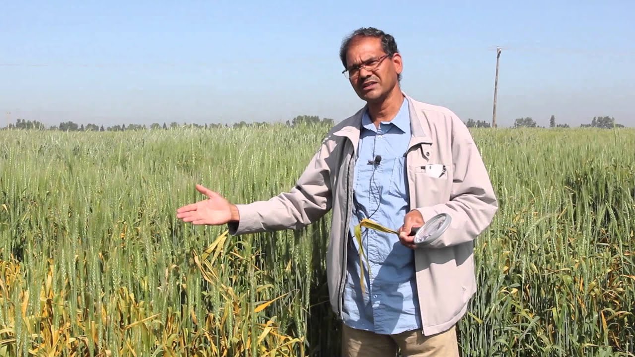 Wheat School: The Hasty Spread of Stripe Rust