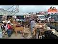 Entre Vacas Y Caballos, La Ganadería Y Agricultura En Guatemala, Excelente Fuente De Ingresos