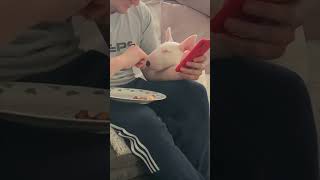 Sleepy Dog Wakes Up for a Treat