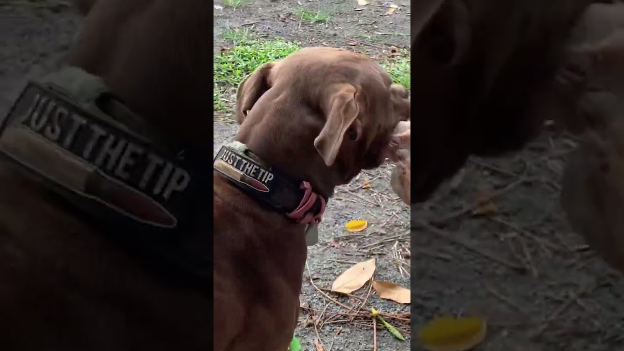 Adorable Pitbull PUPPY so Proud of Her Bone (BOO) 