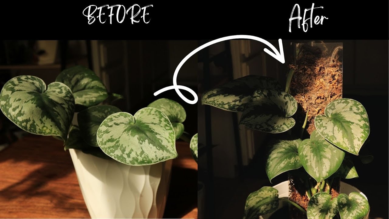 #26 How to Add a Moss Pole to Silver Pothos | Growth Tips for Satin Pothos | Relaxing & Silent vlog