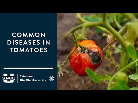 וִידֵאוֹ: מחלות עגבניות: מחלות נפוצות של צמחי עגבניות