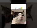 isliye main nhi padhti 📖#cat #memesworldofficial #tweetreels