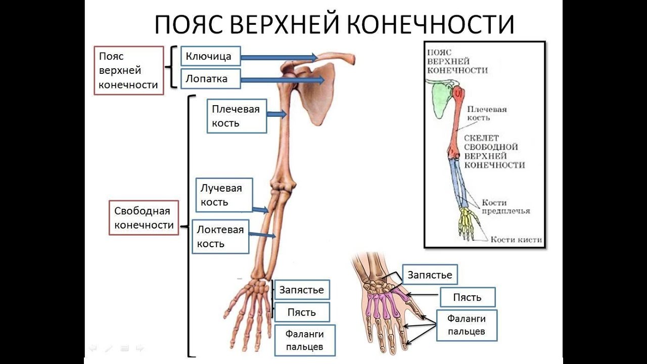 Соединения свободных конечностей. Кости скелета верхней конечности таблица. Скелет верхних конечностей человека анатомия таблица. Скелет пояса и свободной верхней конечности. Строение скелета верхней конечности.
