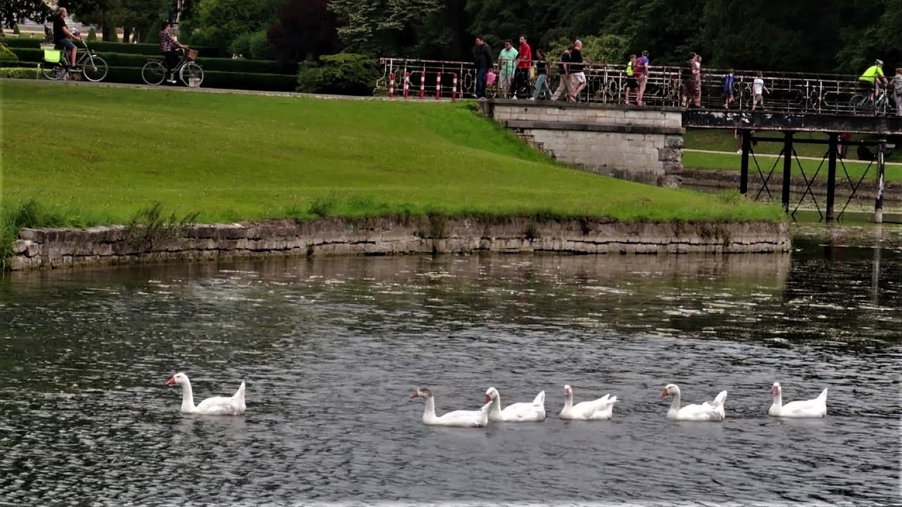 BEAUTIFUL WHITE SWANS YouTube