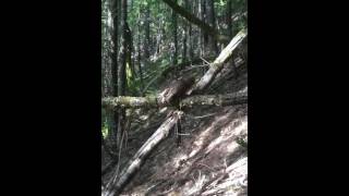 Northern Spotted Owl