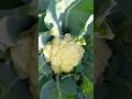 #ചെറിയ കൃഷിത്തോട്ടം # shorts#lovesong #🥦🍅🥬