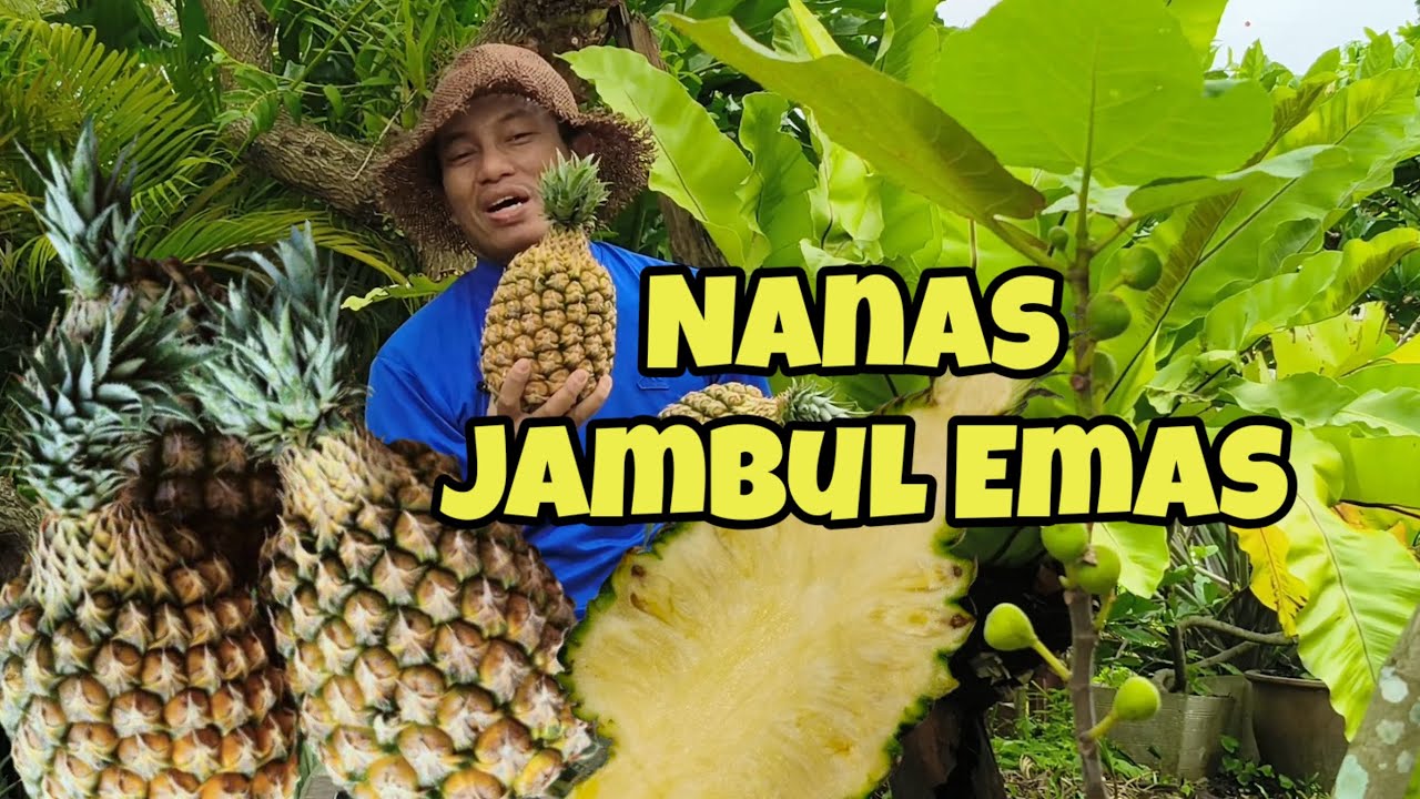 Nanas Jambul Emas A18, potensi pasaran terbaik masa kini