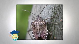 Ask the Pest Professor: Stink Bugs