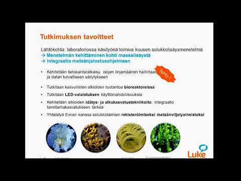 Video: Kuusen Lisäys: Miten Pistokkaita Lisätään Keväällä? Kuinka Juurruttaa Ja Kasvattaa Kuusi Oksasta Kotona?